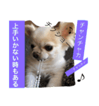 chiwawa  tsuna（個別スタンプ：23）