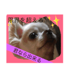 chiwawa  tsuna（個別スタンプ：24）