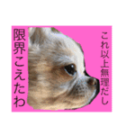 chiwawa  tsuna（個別スタンプ：25）