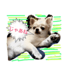 chiwawa  tsuna（個別スタンプ：26）