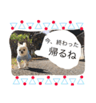 chiwawa  tsuna（個別スタンプ：28）