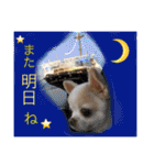 chiwawa  tsuna（個別スタンプ：29）
