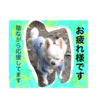 chiwawa  tsuna（個別スタンプ：30）