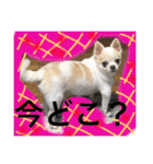chiwawa  tsuna（個別スタンプ：31）