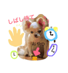 chiwawa  tsuna（個別スタンプ：32）