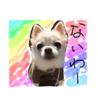 chiwawa  tsuna（個別スタンプ：34）