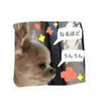 chiwawa  tsuna（個別スタンプ：35）