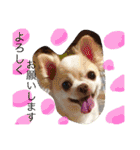 chiwawa  tsuna（個別スタンプ：36）