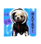 chiwawa  tsuna（個別スタンプ：37）