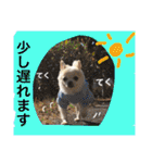 chiwawa  tsuna（個別スタンプ：38）