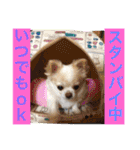 chiwawa  tsuna（個別スタンプ：39）
