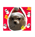 chiwawa  tsuna（個別スタンプ：40）