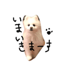 ポメポン（個別スタンプ：2）