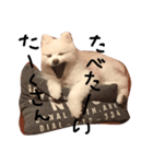 ポメポン（個別スタンプ：3）