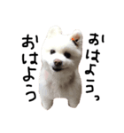 ポメポン（個別スタンプ：4）