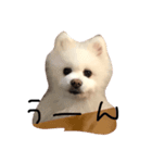 ポメポン（個別スタンプ：8）