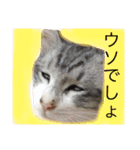 実写！ペットだらけ（個別スタンプ：1）