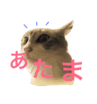 実写！ペットだらけ（個別スタンプ：4）