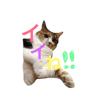 実写！ペットだらけ（個別スタンプ：5）