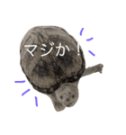 実写！ペットだらけ（個別スタンプ：9）