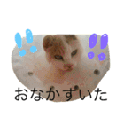 実写！ペットだらけ（個別スタンプ：14）