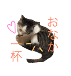 実写！ペットだらけ（個別スタンプ：26）