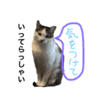 実写！ペットだらけ（個別スタンプ：34）
