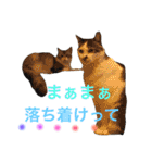 実写！ペットだらけ（個別スタンプ：35）