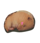 ちぇりえめ（個別スタンプ：7）