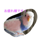 使える可愛いうちのインコさん（個別スタンプ：1）