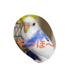 使える可愛いうちのインコさん（個別スタンプ：4）