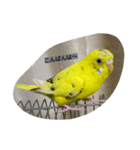使える可愛いうちのインコさん（個別スタンプ：5）