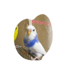 使える可愛いうちのインコさん（個別スタンプ：6）