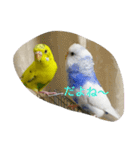 使える可愛いうちのインコさん（個別スタンプ：7）