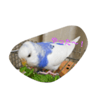使える可愛いうちのインコさん（個別スタンプ：9）
