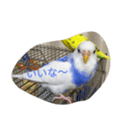 使える可愛いうちのインコさん（個別スタンプ：10）