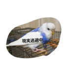使える可愛いうちのインコさん（個別スタンプ：11）