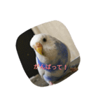 使える可愛いうちのインコさん（個別スタンプ：13）