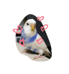 使える可愛いうちのインコさん（個別スタンプ：14）