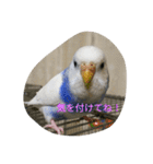 使える可愛いうちのインコさん（個別スタンプ：15）