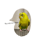 使える可愛いうちのインコさん（個別スタンプ：16）
