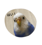 使える可愛いうちのインコさん（個別スタンプ：17）