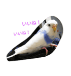 使える可愛いうちのインコさん（個別スタンプ：18）