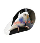 使える可愛いうちのインコさん（個別スタンプ：20）
