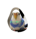 使える可愛いうちのインコさん（個別スタンプ：21）