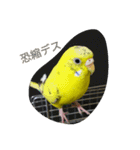 使える可愛いうちのインコさん（個別スタンプ：22）