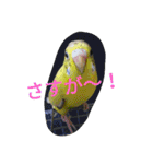使える可愛いうちのインコさん（個別スタンプ：23）
