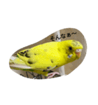 使える可愛いうちのインコさん（個別スタンプ：24）