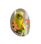 使える可愛いうちのインコさん（個別スタンプ：26）