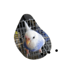 使える可愛いうちのインコさん（個別スタンプ：27）